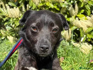 Mixed Breed dogs Titch - Norwich Norfolk - Advert 1