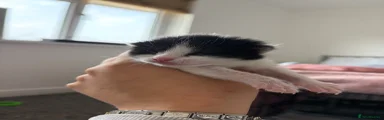 Mixed Breed Kitten 2