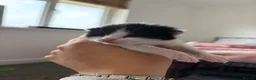 Mixed Breed cats for sale: Kittens  - Advert 6