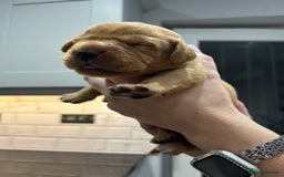 Labrador Retriever dogs for sale: 10 Beautiful Fox Red Labrador Puppies - Image 9