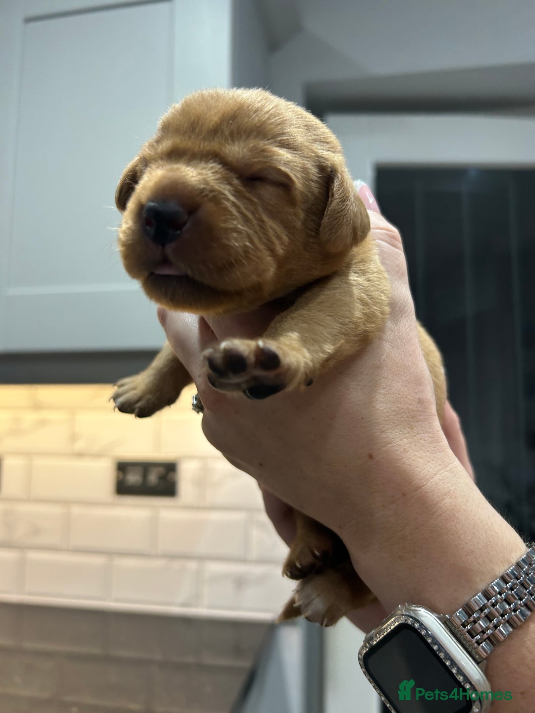 Labrador Retriever dogs for sale: 10 Beautiful Fox Red Labrador Puppies - Image 9