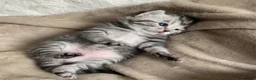 British Shorthair cats for sale: Beautiful silver tabbies - Advert 3
