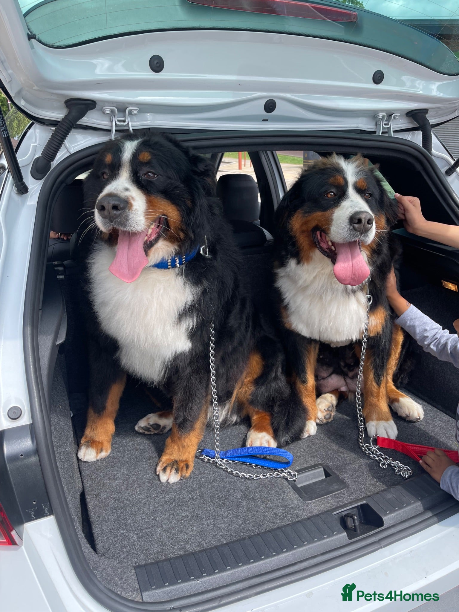 Bernese Mountain Dog dogs Bernese mountain Puppy  - Advert 2