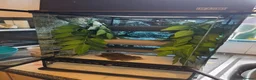 Gecko reptiles for sale: Crested geckos  - Advert 23