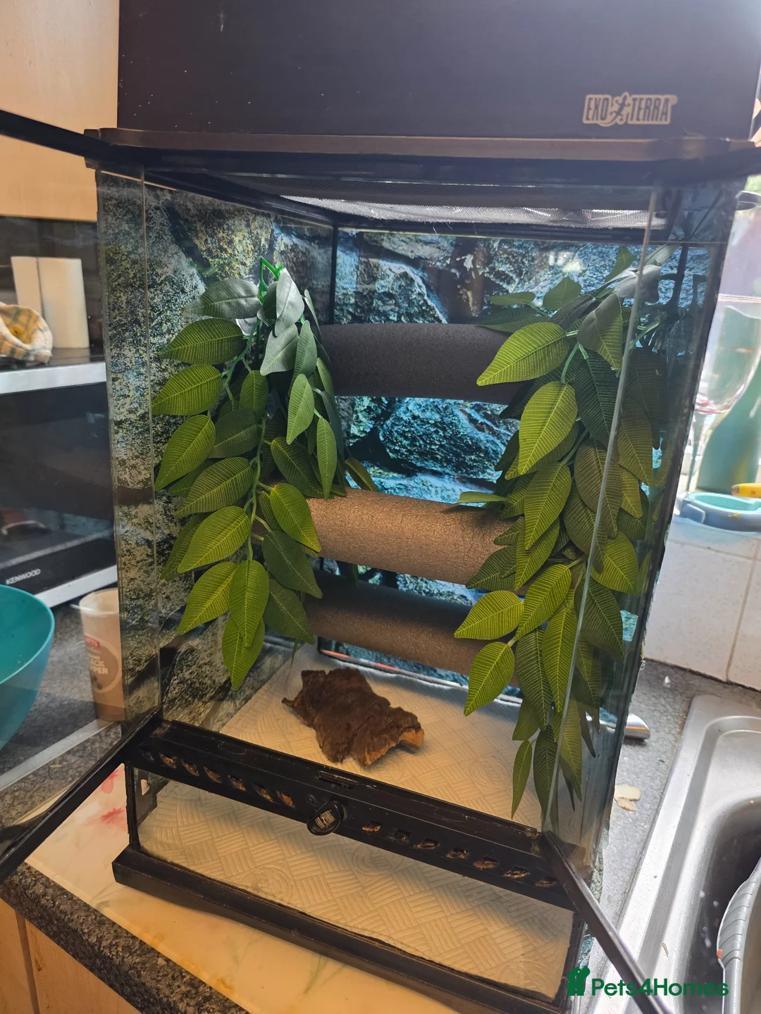 Gecko reptiles for sale: Crested geckos  - Advert 23