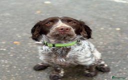 Sprocker dogs for sale: sprocker spaniel for sale  - Advert 2