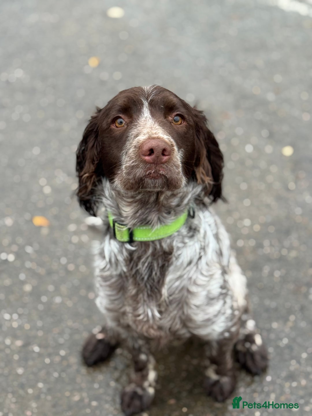 Sprocker dogs for sale: sprocker spaniel for sale  - Advert 2