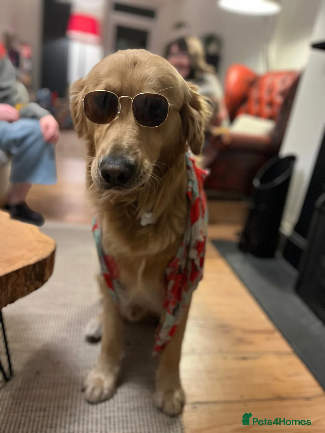 Golden Retriever dogs for stud: Stunning Health-Tested KC Golden Retriever Stud - Advert 14