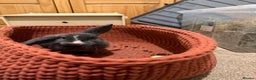 Mini Lop rabbits for sale: Male and female bonded rabbits  - Advert 6
