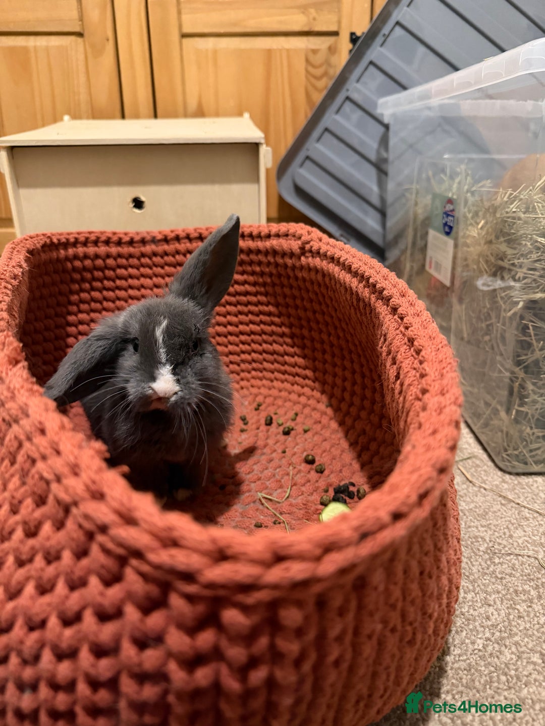 Mini Lop rabbits for sale: Male and female bonded rabbits  - Advert 6