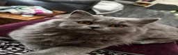 British Longhair cats for sale: Beautiful British longhair blue girl ready  - Advert 3
