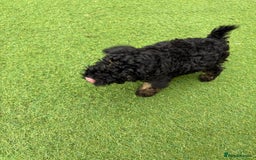 Toy Poodle dogs for sale: Toy poodle  - Image 13