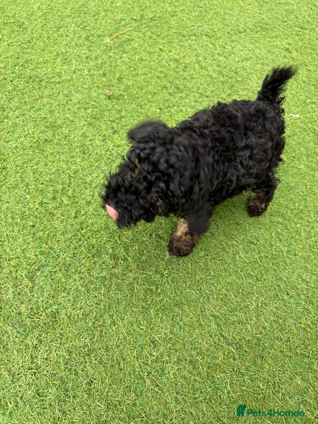 Toy Poodle dogs for sale: Toy poodle  - Image 13