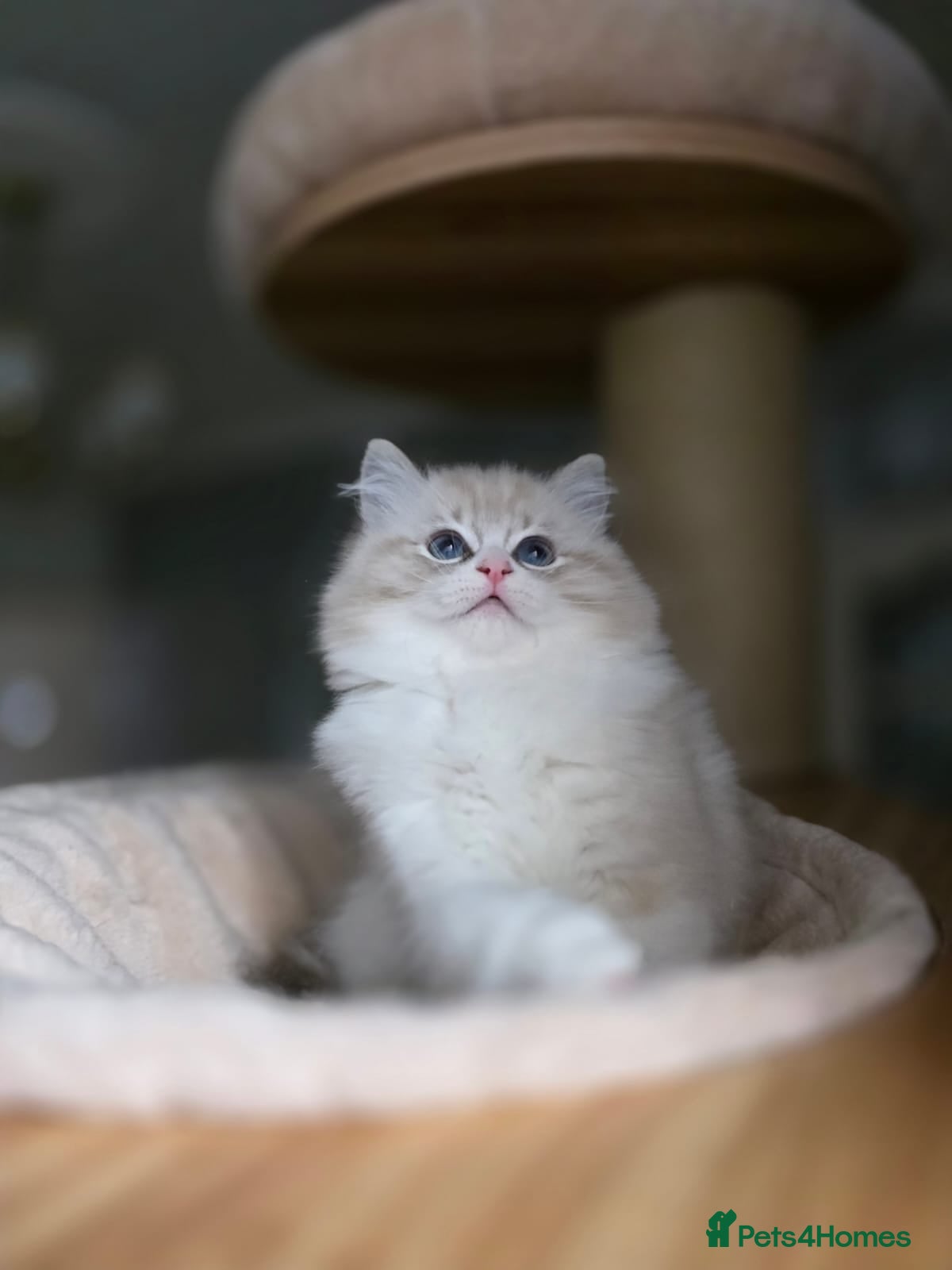 Ragdoll cats 🩷Amazing European Grand Champion lines🏆🥇 TICA💙 - Advert 6