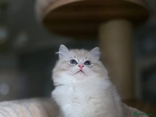 Ragdoll cats 🩷Amazing European Grand Champion lines🏆🥇 TICA💙 - Advert 11