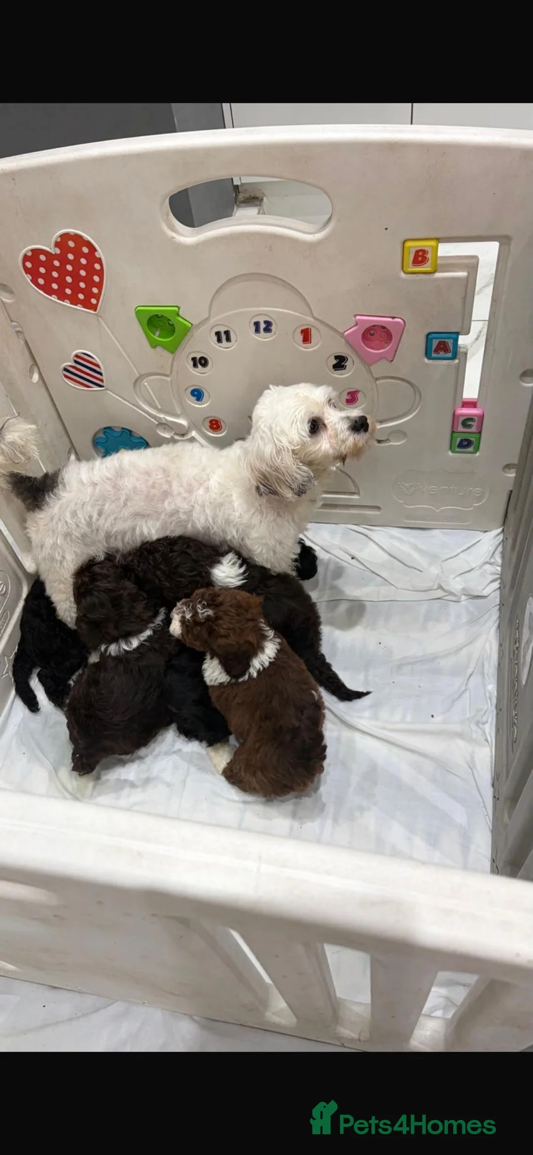 Shihpoo dogs for sale: Toy Shihpoo Mix Litter - Advert 2
