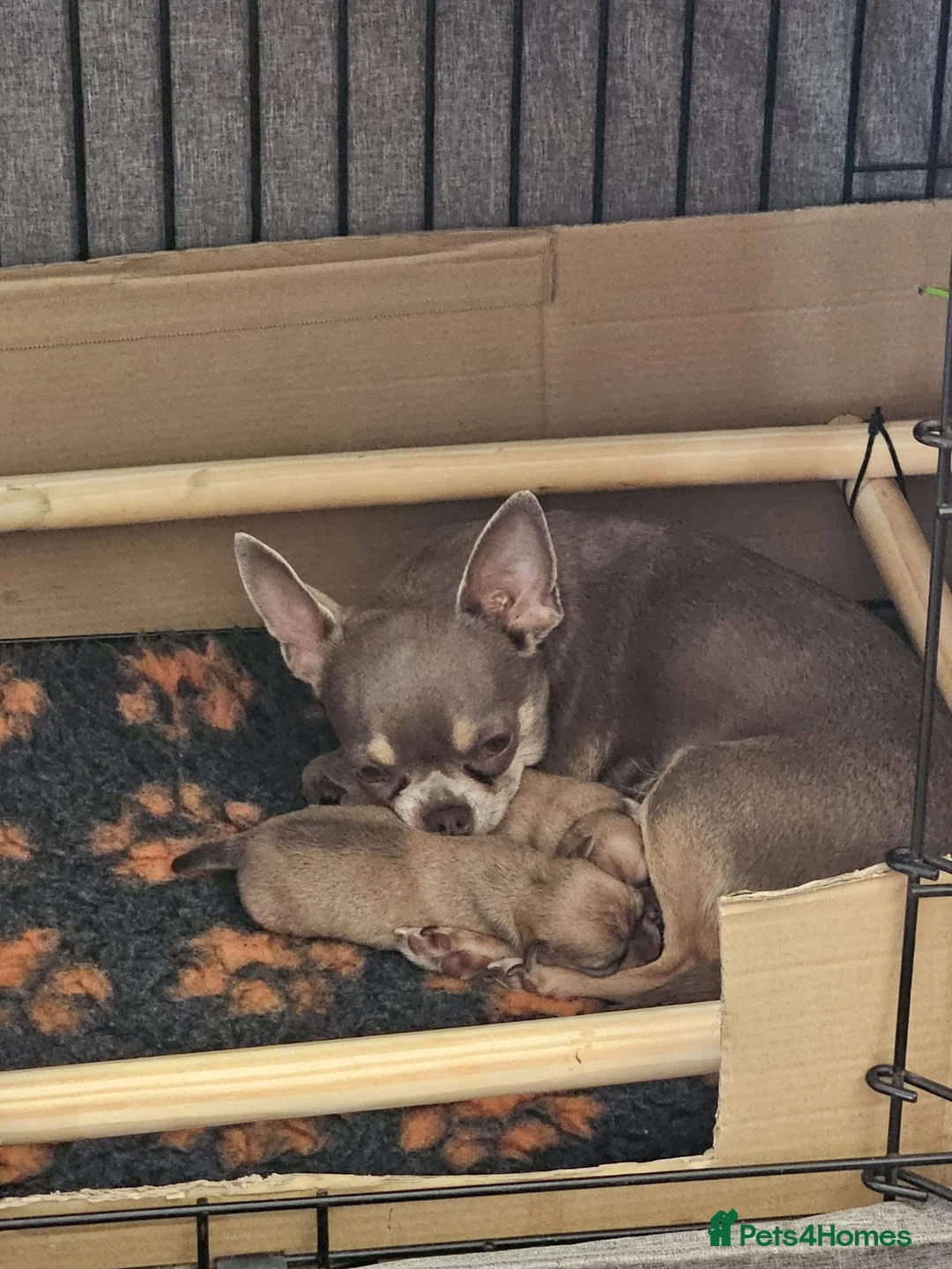 Chihuahua dogs for sale: Adorable chihuahua puppies in Langport - Advert 2