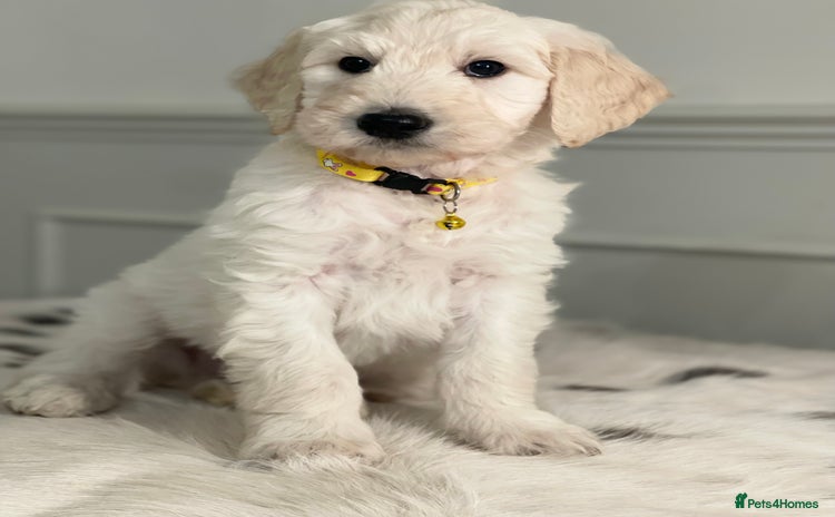 Goldendoodle dogs - Advert 2