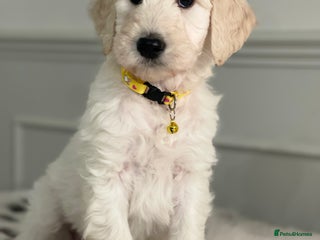 Goldendoodle dogs - Advert 1