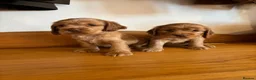 Cocker Spaniel dogs for sale: Beautiful KC show cocker spaniels  - Advert 6