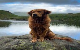 Golden Retriever dogs for stud: STUNNING NORWEGIAN IMP GOLDEN RETRIEVER FOR STUD  in Durham - Image 1