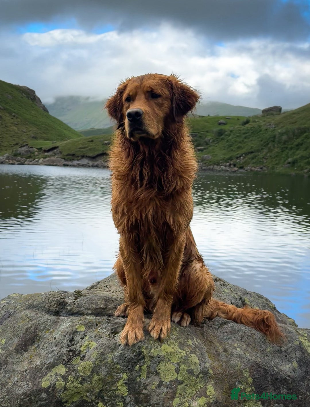Golden Retriever dogs for stud: STUNNING NORWEGIAN IMP GOLDEN RETRIEVER FOR STUD  in Durham - Image 1