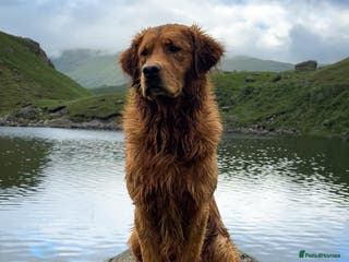 Golden Retriever dogs STUNNING NORWEGIAN IMP GOLDEN RETRIEVER FOR STUD in Durham - Advert 5