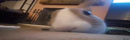 Dutch rabbits for sale: Dutch rabbit female - Advert 3