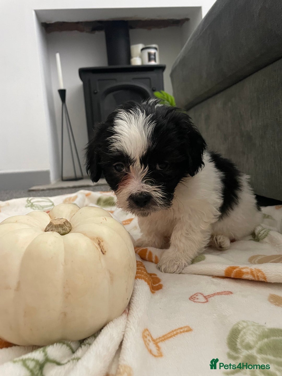 Mixed Breed dogs for sale: Maltese cross La Chon puppies  - Image 16