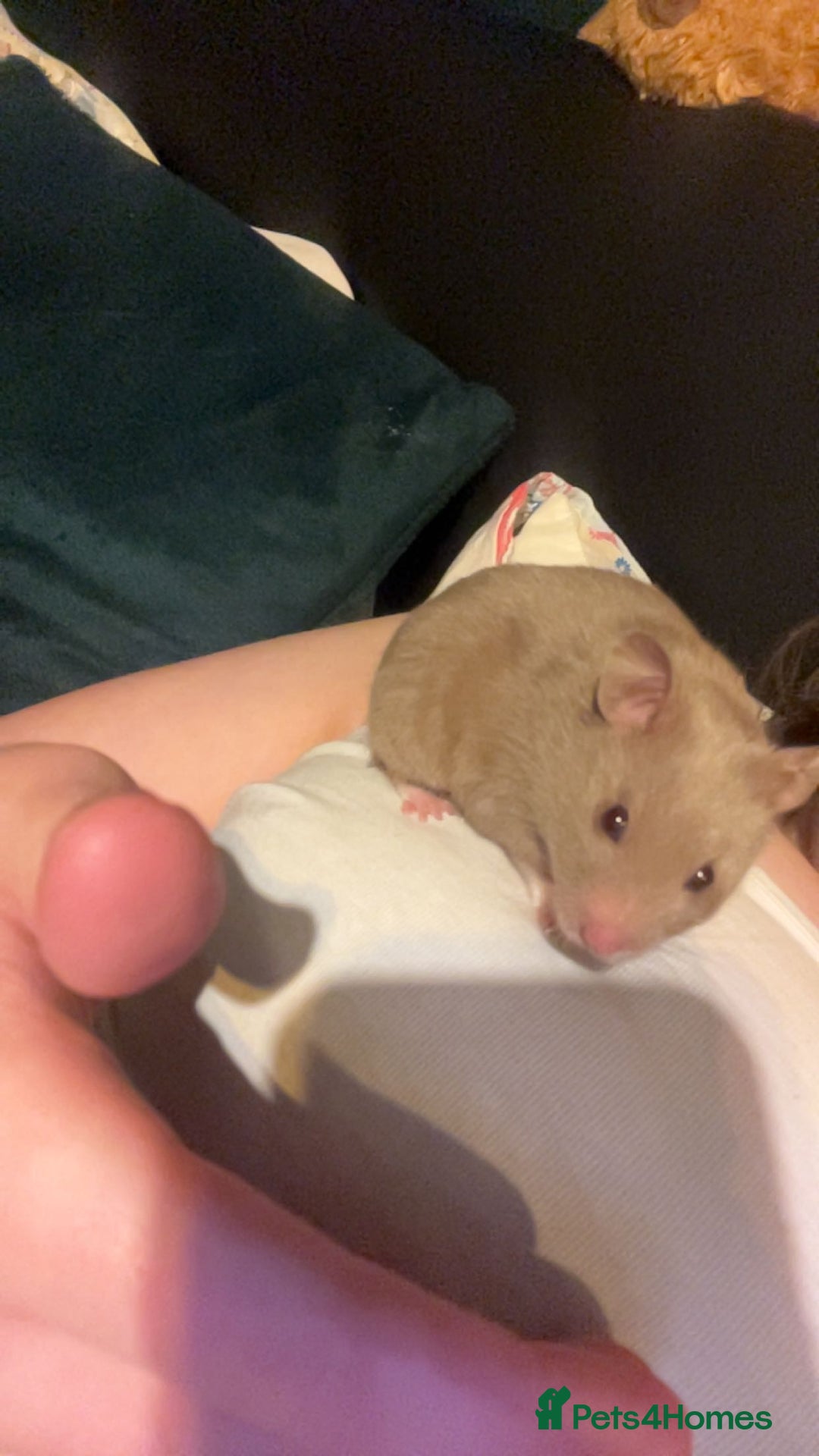 Hamster rodents for sale: Hamster for sale  - Advert 2