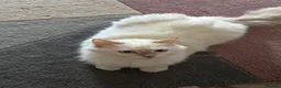 Ragdoll cats for sale: RARE FAWN POINT KITTENS - Advert 12