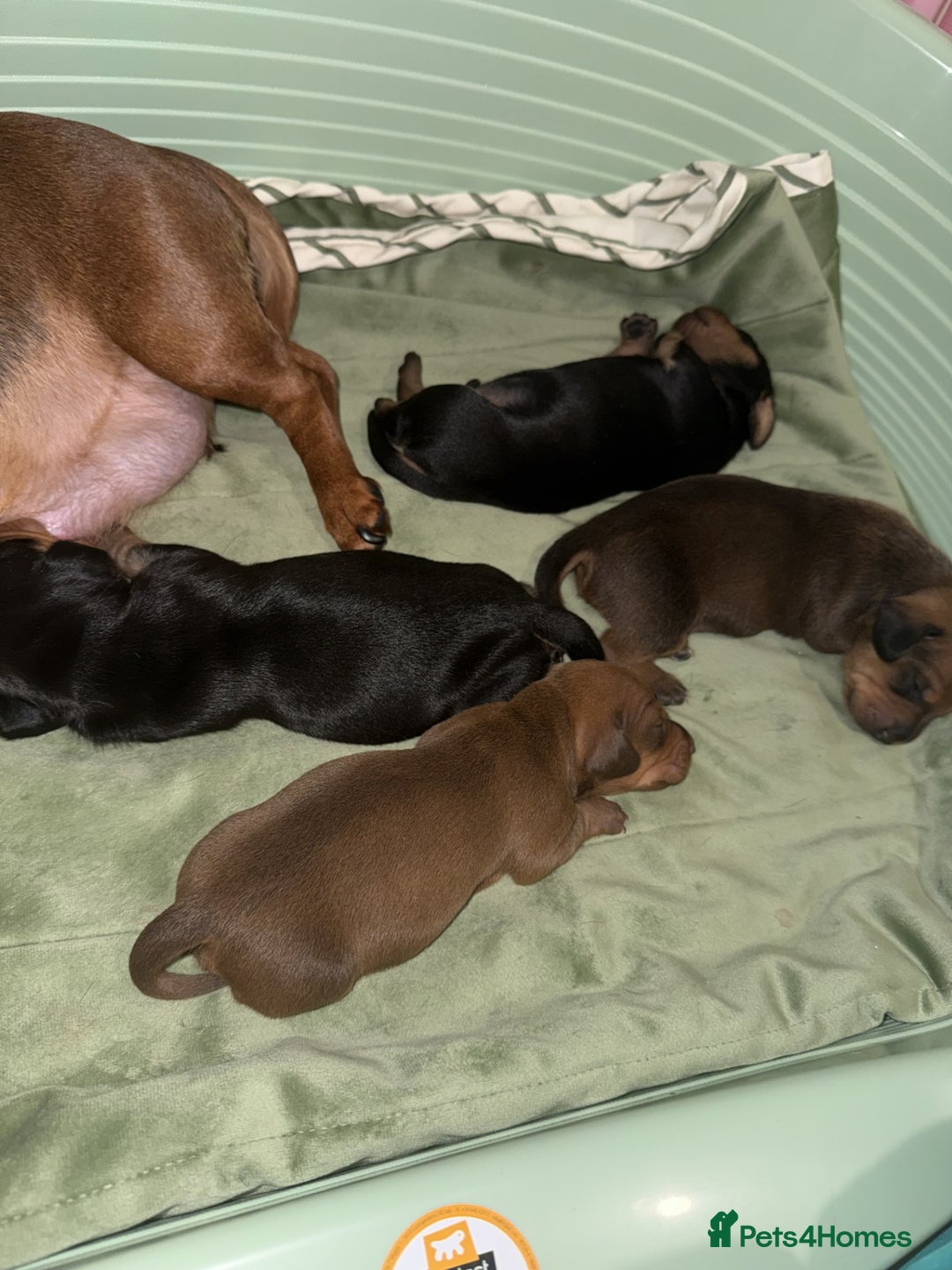 Miniature Dachshund dogs for sale: Mini Dachshund Puppies - Advert 7