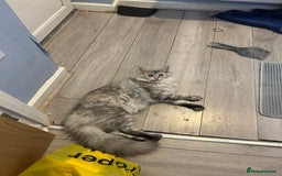 Maine Coon cats for sale: Active TICA Breeding Queen Maine Coon - Image 7