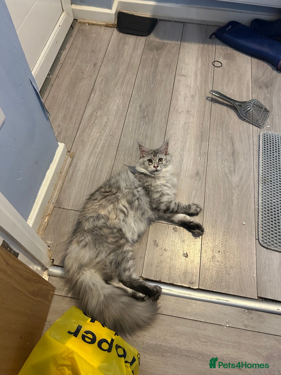 Maine Coon cats for sale: Active TICA Breeding Queen Maine Coon - Image 7