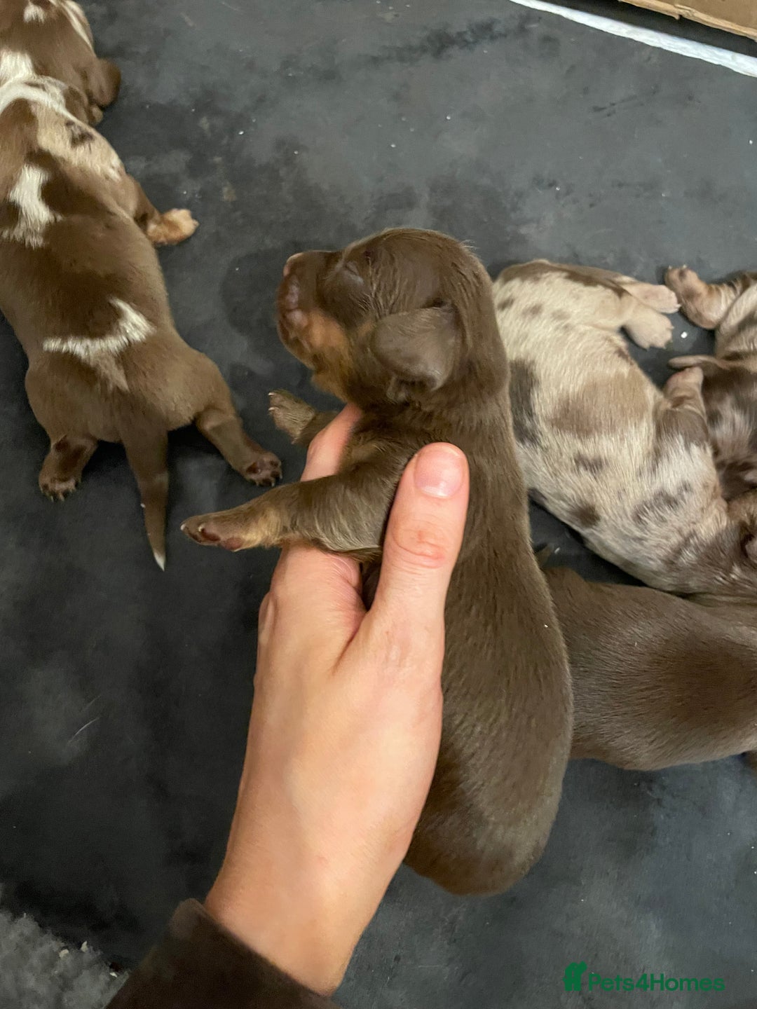 Miniature Dachshund dogs for sale: Miniature Dachshund Long Haired Puppies  - Advert 13