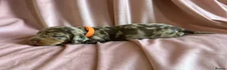 Miniature Dachshund dogs for sale:  KC Registered Miniature Dachshund Puppies in London - Advert 13