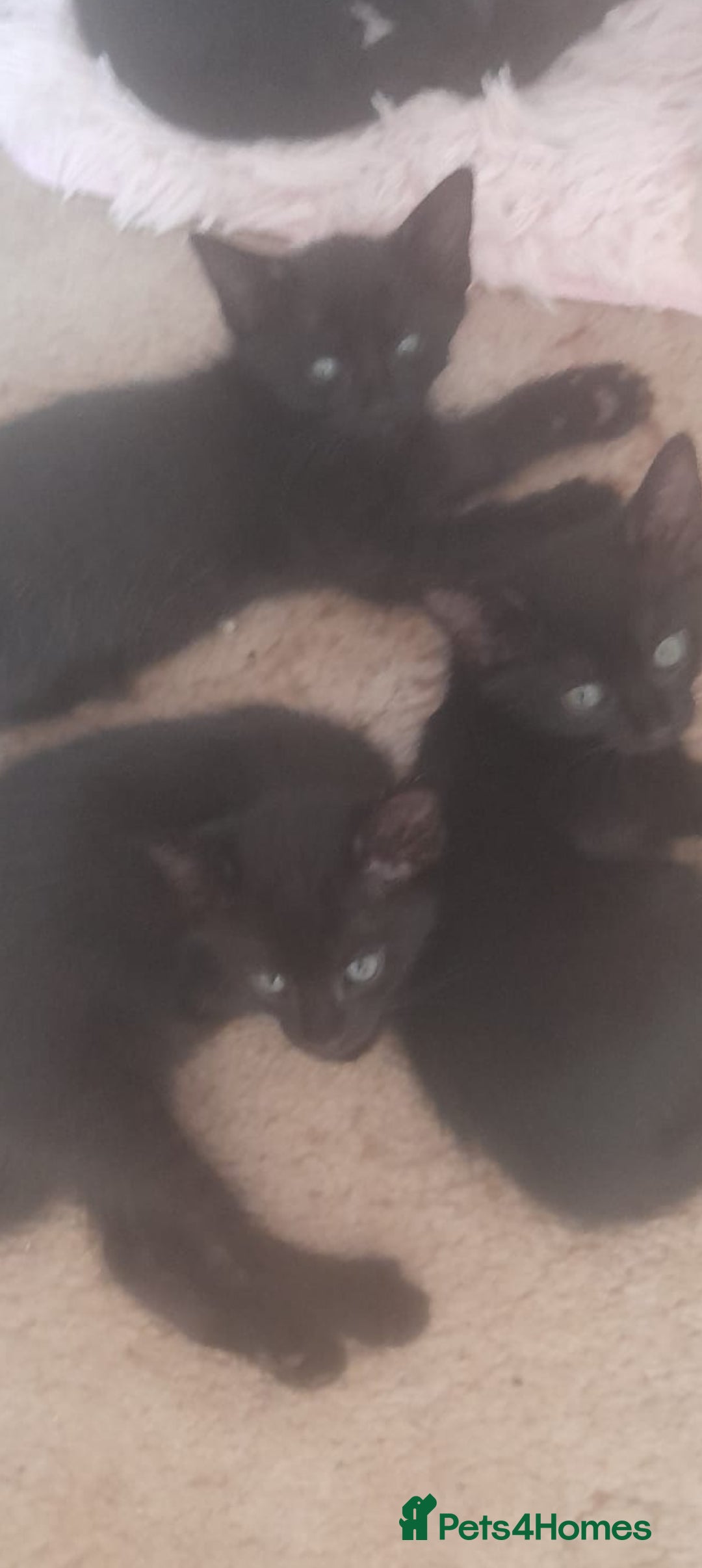 Siamese cats for sale: Half Siamese kittens girls and boys - Image 2