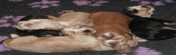 Cocker Spaniel dogs for sale: KC  Registered Show Cocker Spaniels - Advert 3