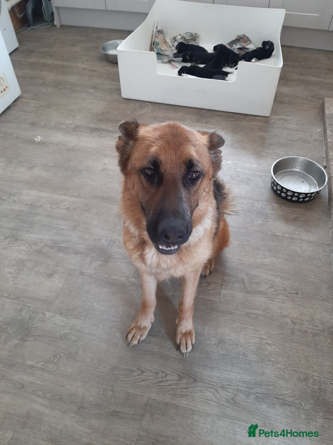 German Shepherd dogs for sale: German shepherd pups - Image 5