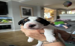Mixed Breed dogs for sale: Border doodle - Image 13