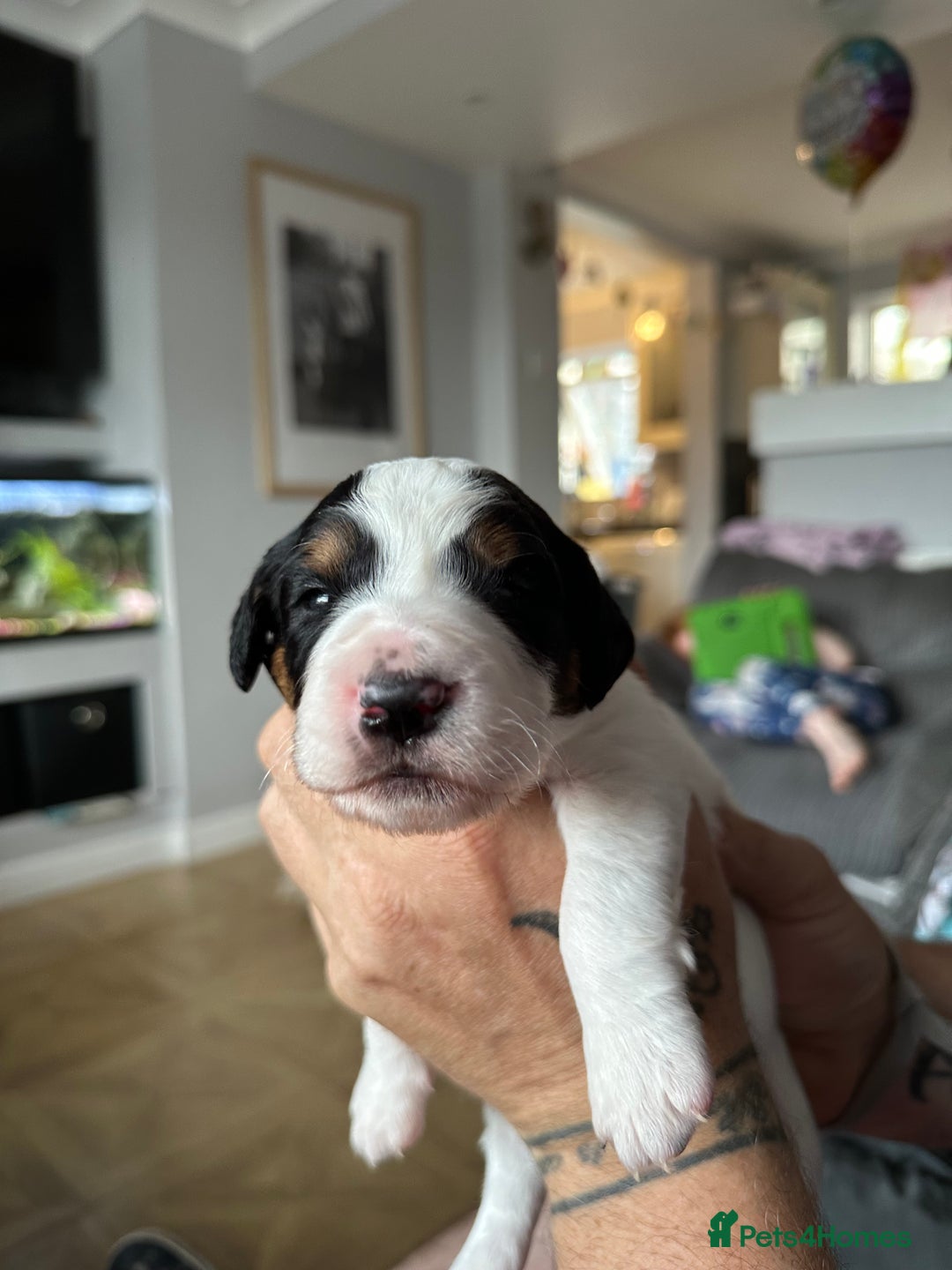 Mixed Breed dogs for sale: Border doodle - Image 13