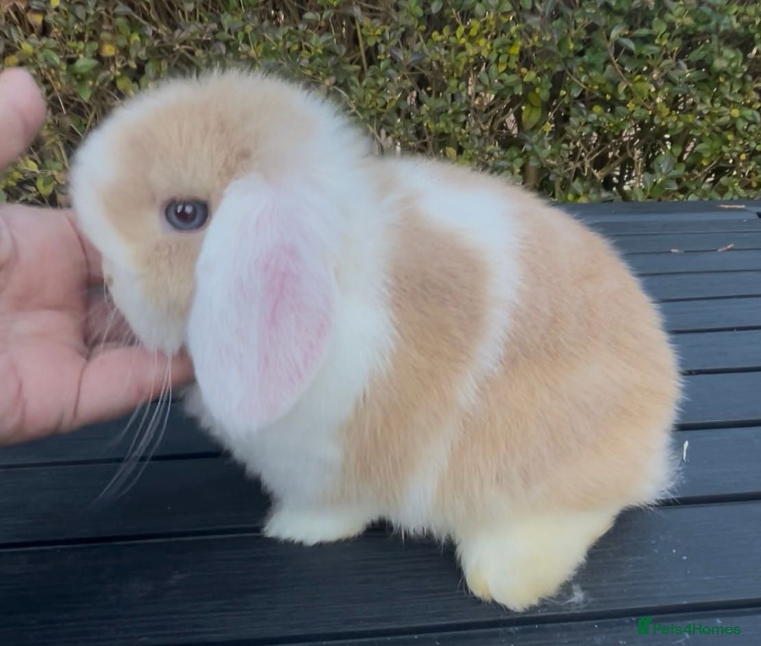 Mini Lop rabbits PEDIGREE MINI LOP BABIES READY TO LEAVE NOW  - Advert 17