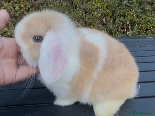 Mini Lop rabbits PEDIGREE MINI LOP BABIES READY TO LEAVE NOW - Advert 17