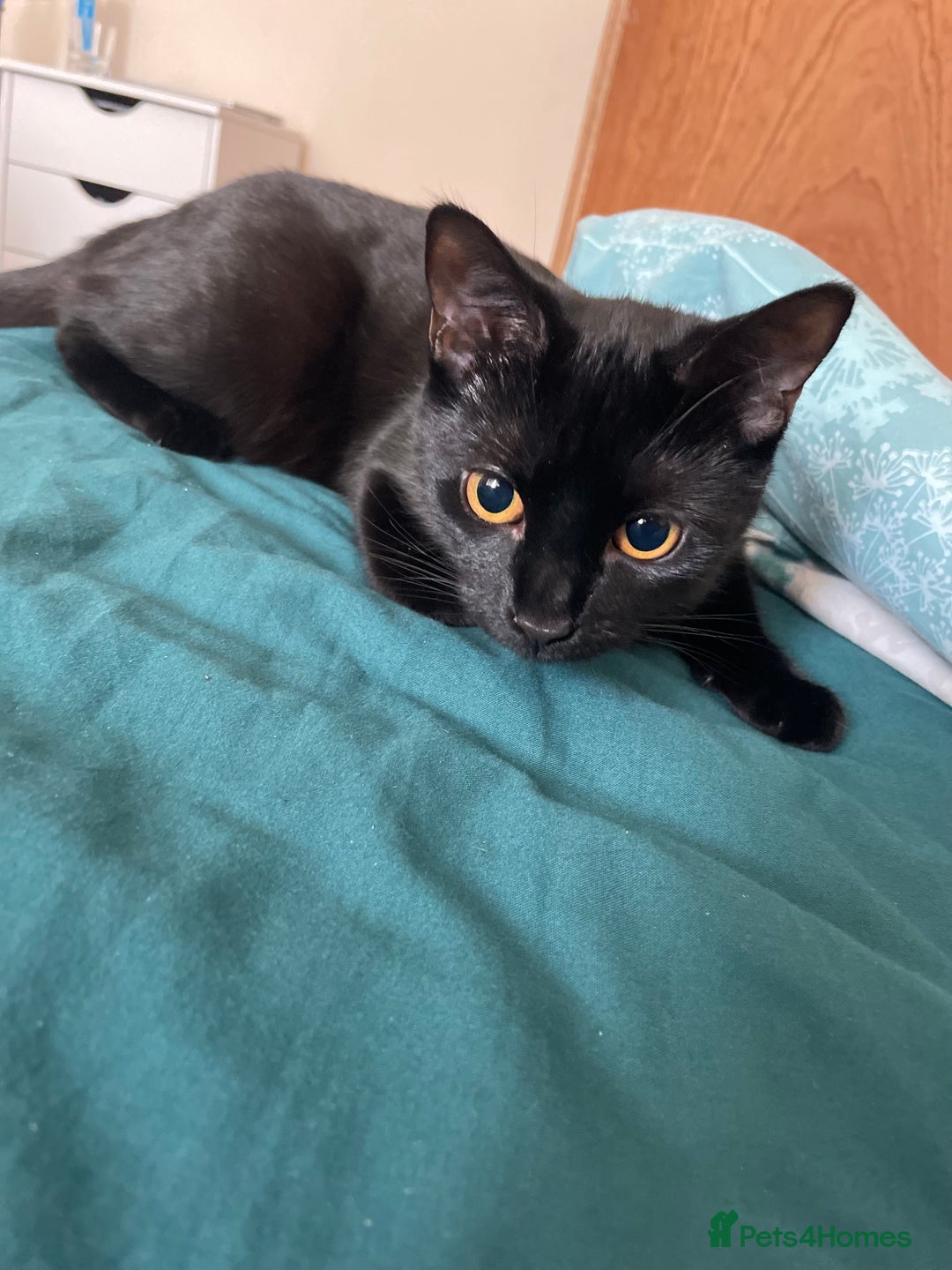 European cats for sale: Male kittens looking for loving Homes - Image 6
