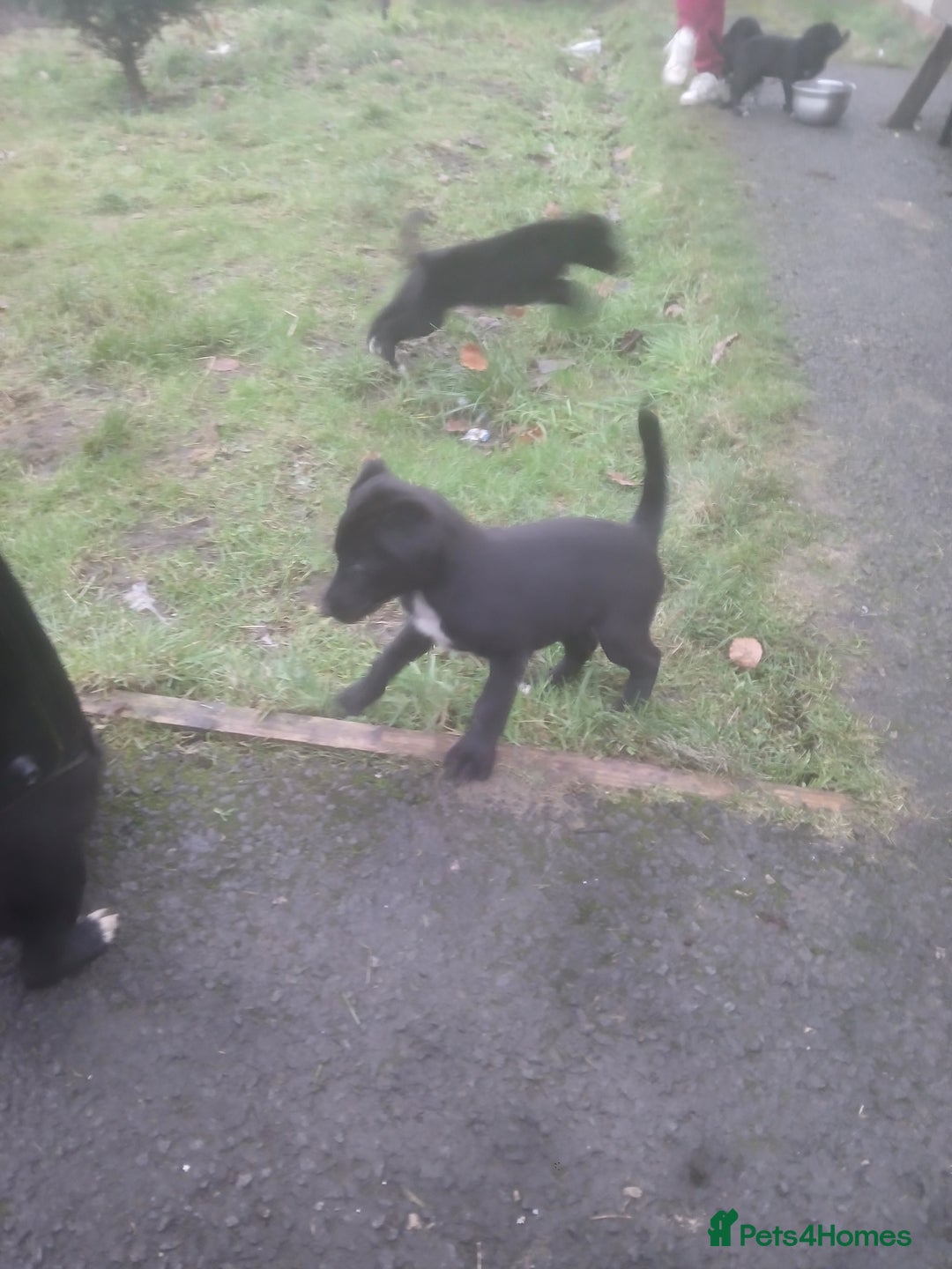 Borador dogs for sale: 8 beautiful borador ready for their forever homes  - Advert 9