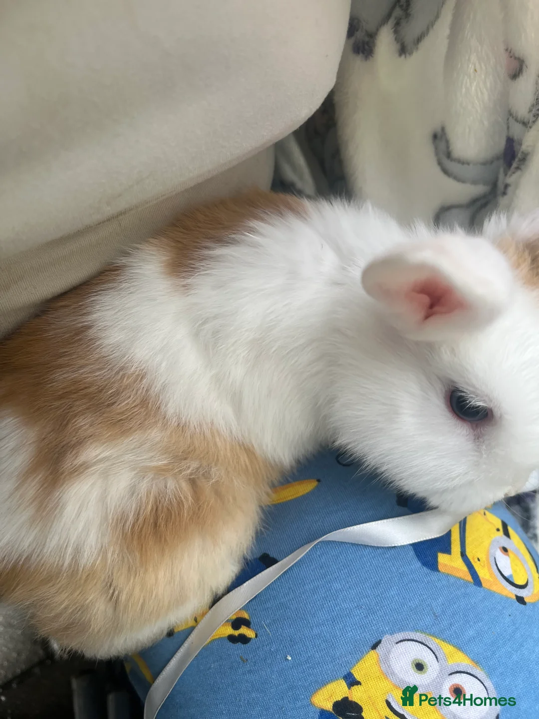 Mixed Breed rabbits for sale: Mini lop cross Dutch bunnies  - Advert 7