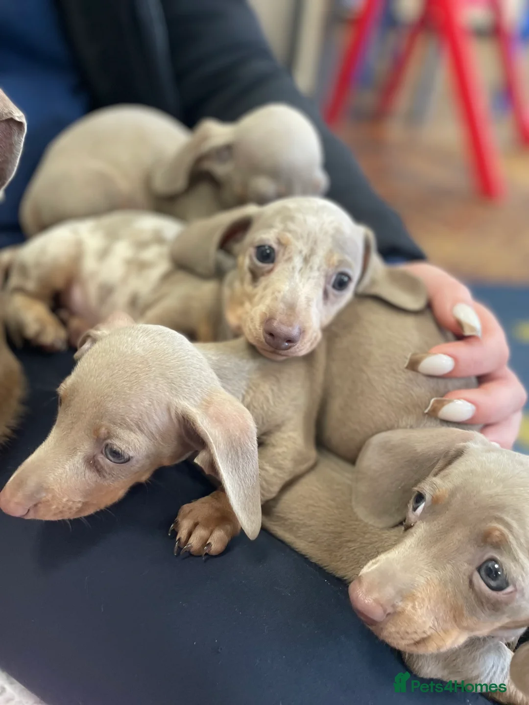 Miniature Dachshund dogs for sale: 💕Beautiful Isabella 💕Miniature Dachshund Puppies - Advert 8