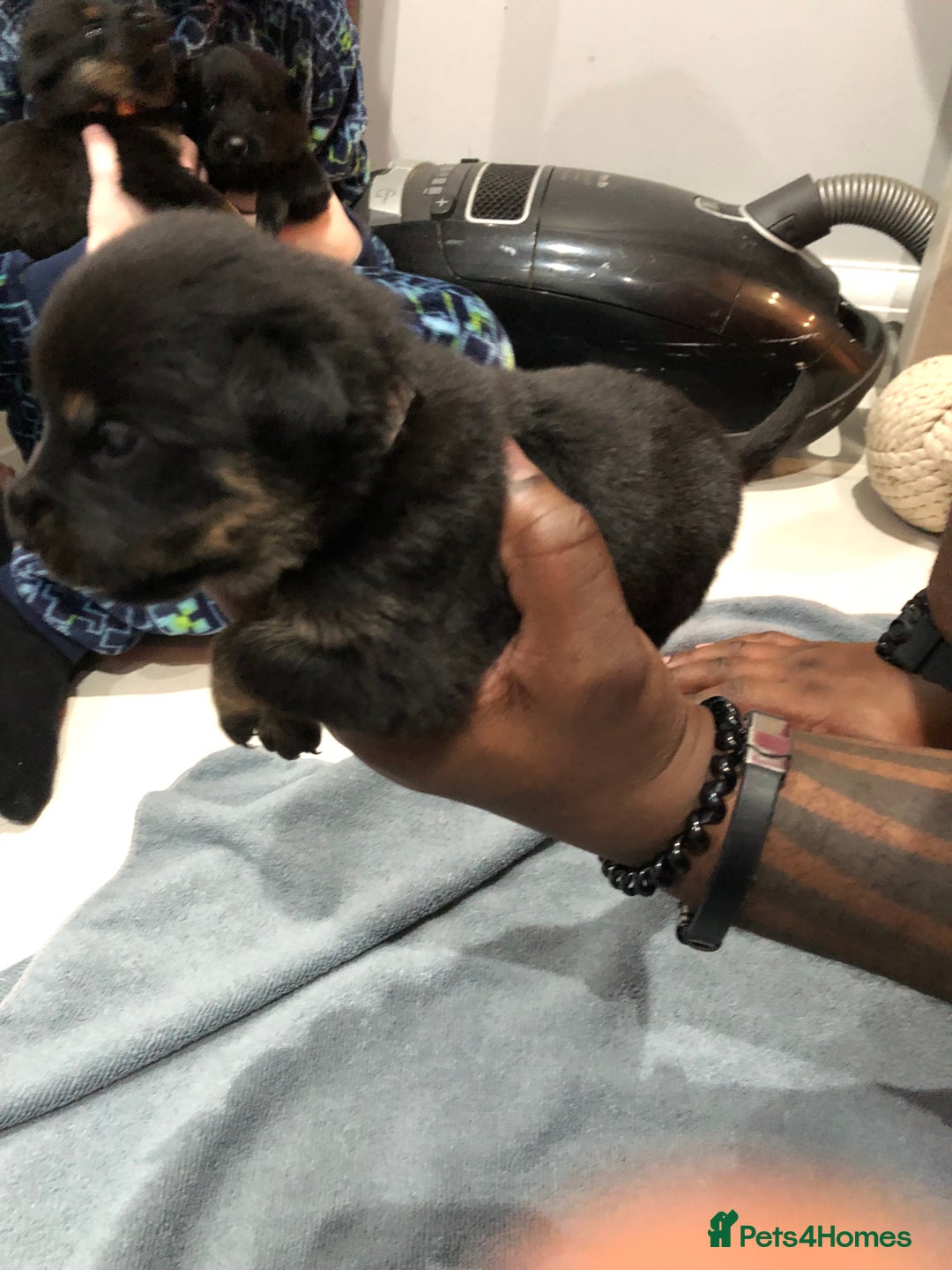 Mixed Breed dogs for sale: Rottweiler x German shepherd pupps - Advert 7