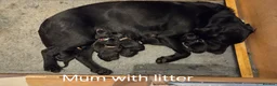 Labrador Retriever dogs for sale: 8 beautiful chunky black KC registered puppies - Advert 22