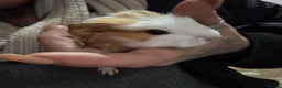 Guinea Pig rodents for sale: Guinea pigs - Advert 6